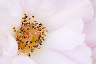 Close-up of cherry blossom