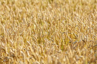 Full frame shot of wheat field