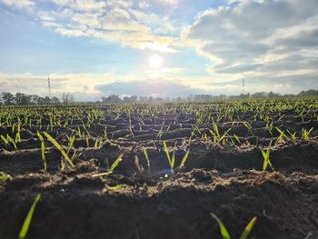 Plants growing on field against sky