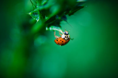 Close-up of ladybug on leaf