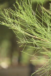 Close-up of leaves on plant