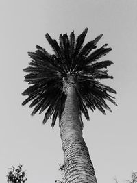 Low angle view of palm tree against clear sky