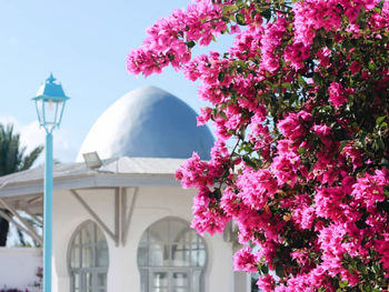 Pink flowering plant against building