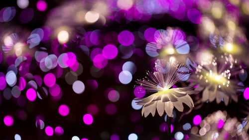 Close-up of purple flowering plants at night