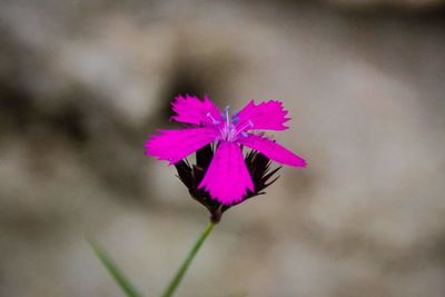 Close-up of pink flowers