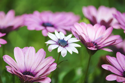 Close-up of pink flowers