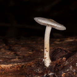 soil