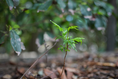 Close-up of plant growing on field