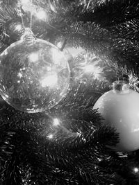 Close-up of christmas tree