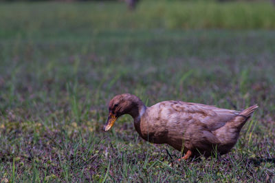 Close-up of duck on field