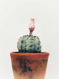 Close-up of pot against white background