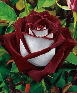 Close-up of pink rose