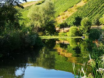 Scenic view of lake by trees in forest