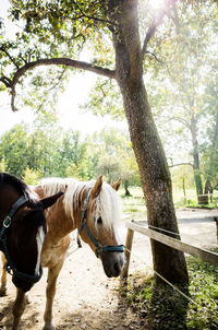 Horse standing in park