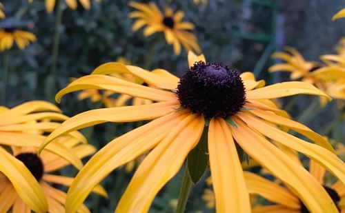 Close-up of yellow daisy flower