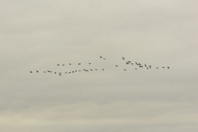 Low angle view of birds flying in sky