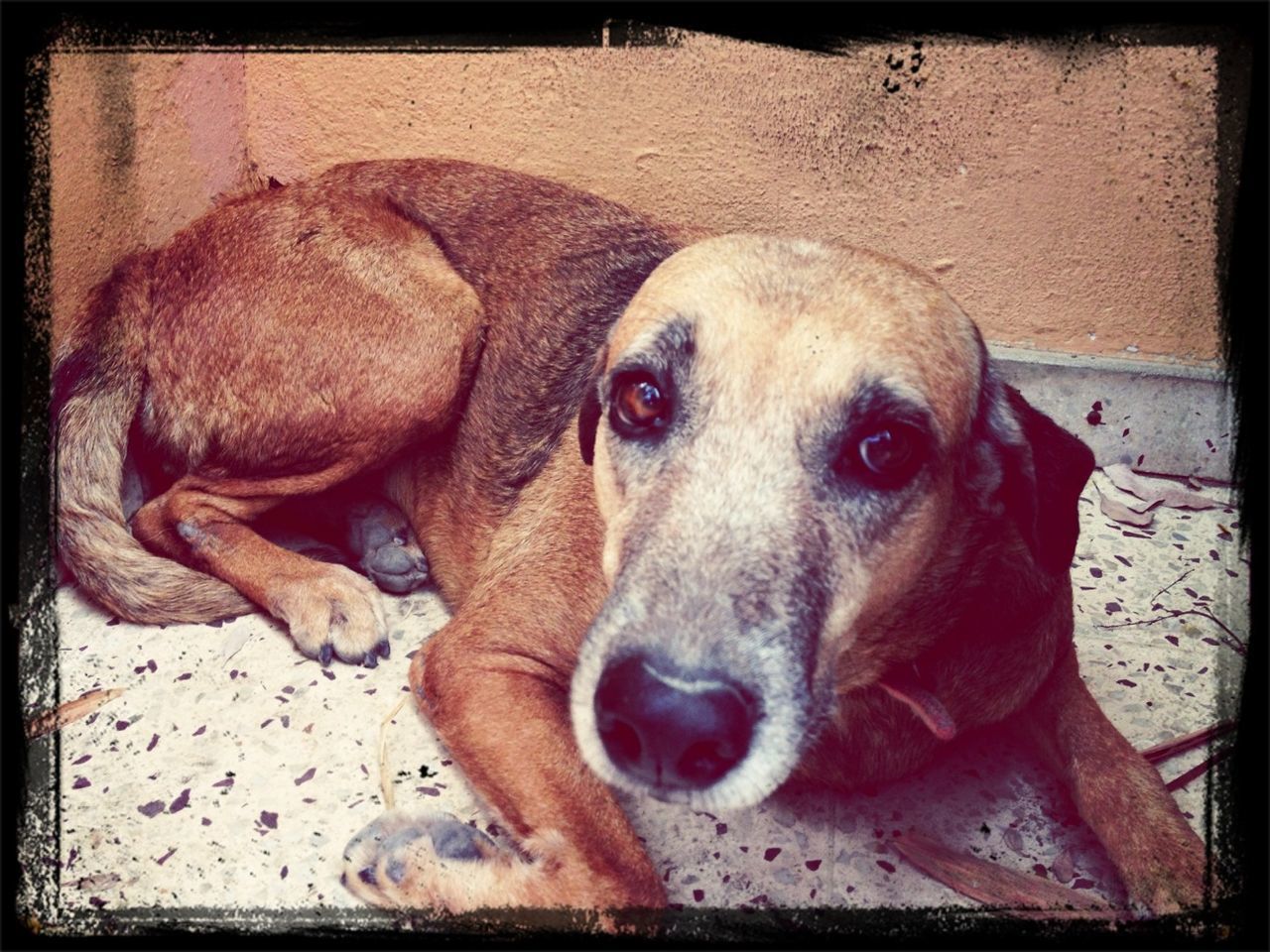 dog, animal themes, pets, domestic animals, one animal, mammal, transfer print, indoors, auto post production filter, relaxation, portrait, animal head, looking at camera, close-up, lying down, high angle view, resting, no people, zoology, puppy