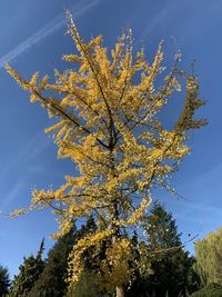 Low angle view of flowering tree against blue sky