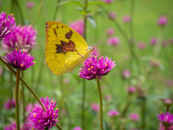 Close-up of butterfly pollinating on pink flower