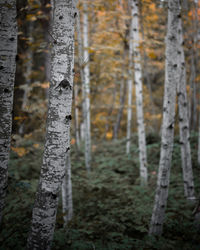 Trees growing in forest