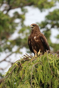 Bird perching on tree trunk