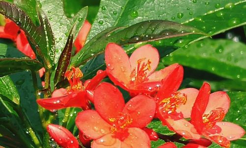 Close-up of red leaves