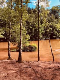 Trees by lake in forest