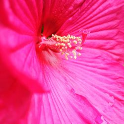 Close-up of pink hibiscus