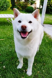 Portrait of white dog on field