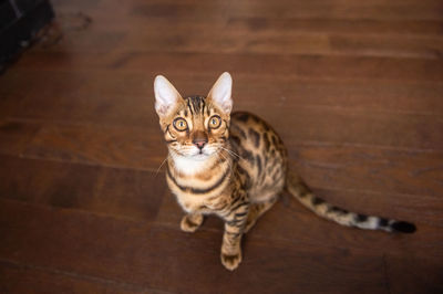 A pure-bred bengali cat sits on the floor and looks up