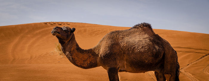 View of a horse on desert