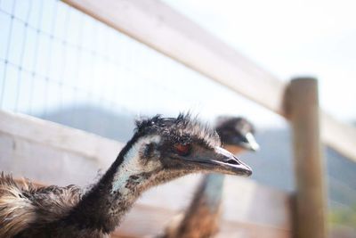 Close-up of ostriches in cage