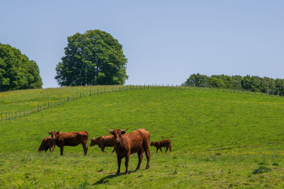 Horses in a field