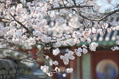 Close-up of cherry blossom