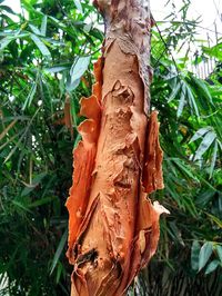 Close-up of tree trunk against sky