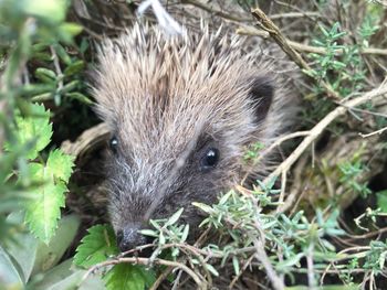 Close-up of animal