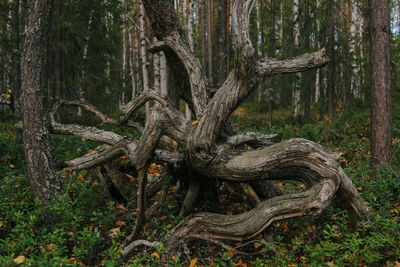 Tree trunk in forest