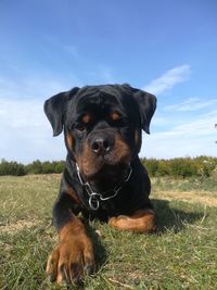 Dog sitting on field