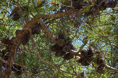 Low angle view of tree