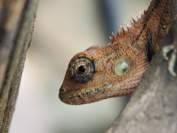 Close-up of a lizard