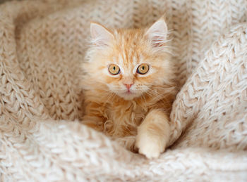 Close-up portrait of cat