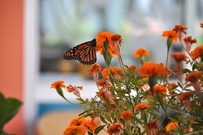 Close-up of butterfly pollinating on orange flower