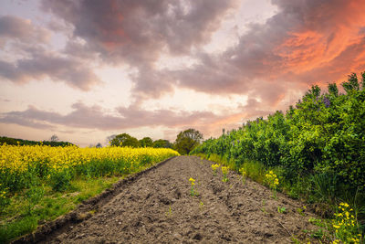landscape