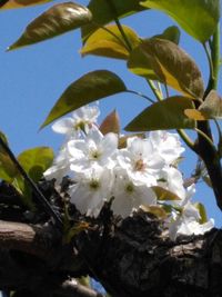 Low angle view of white flowers blooming on tree