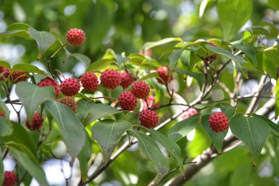 Close-up of berries growing on tree