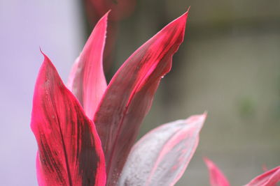 Close-up of pink flowering plant