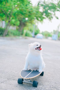 Dog looking away while sitting on footpath