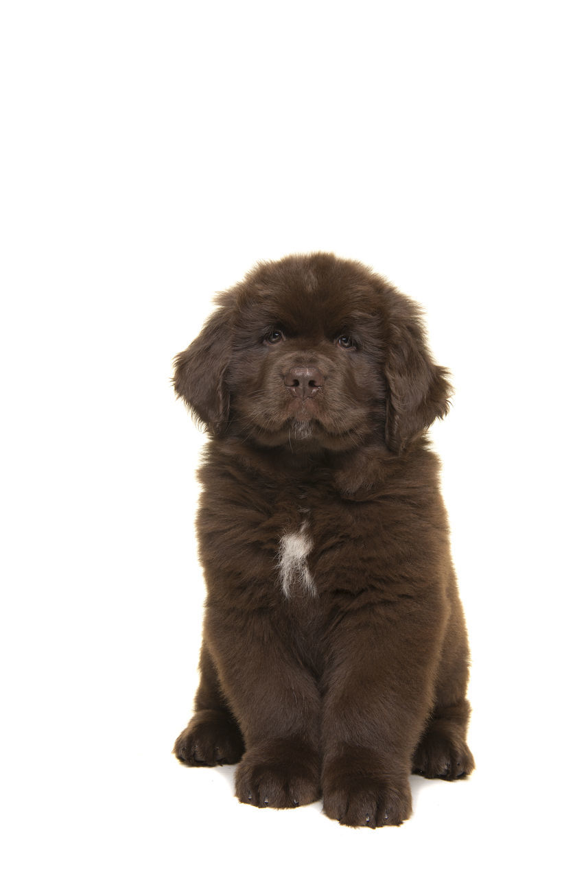 PORTRAIT OF A DOG SITTING ON WHITE BACKGROUND