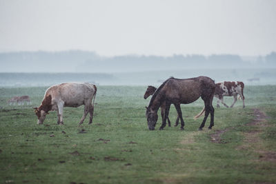 Horses grazing in a field