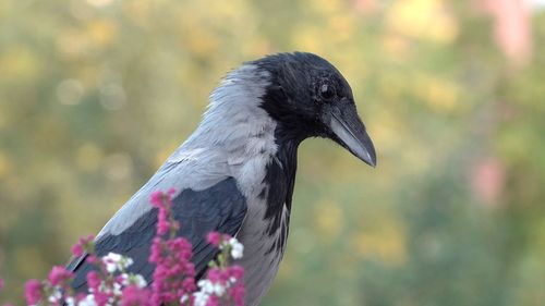 Close-up of a bird